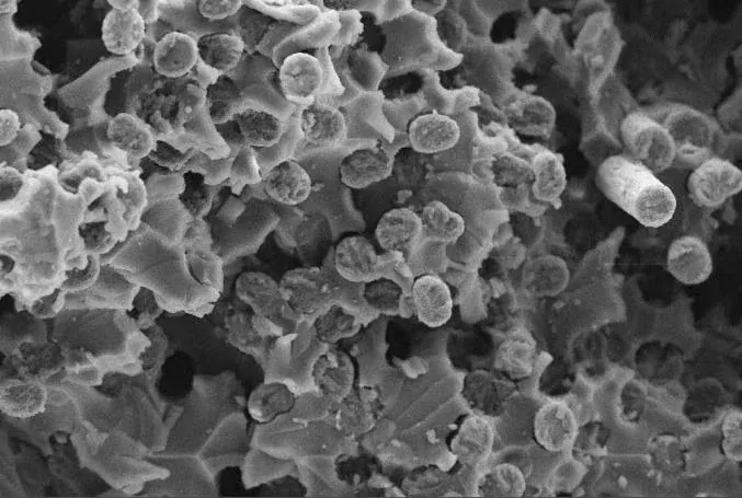 Superficie di frattura al microscopio elettronico
